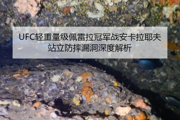 UFC轻重量级佩雷拉冠军战安卡拉耶夫站立防摔漏洞深度解析